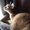 gingercatzrule